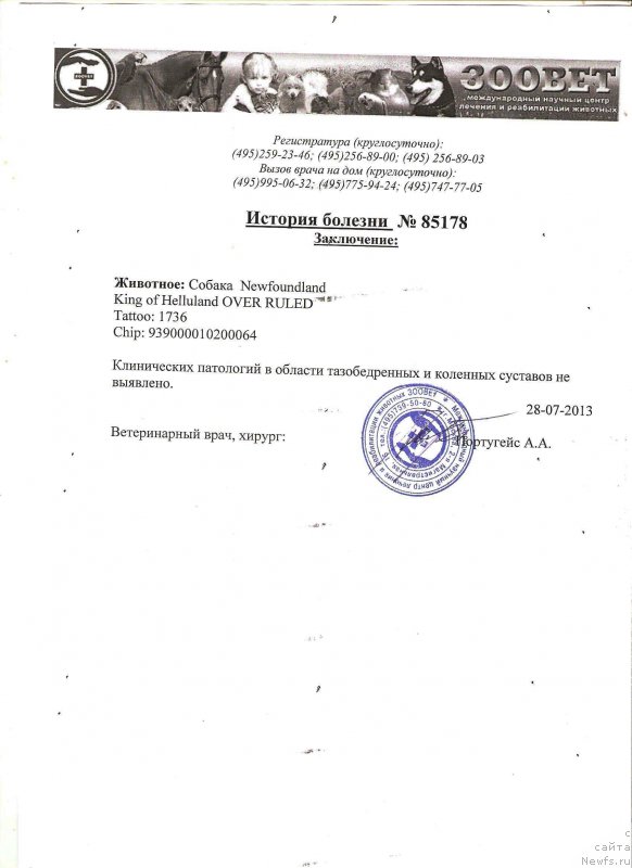 Фото: ньюфаундленд King of Helluland Over Ruled