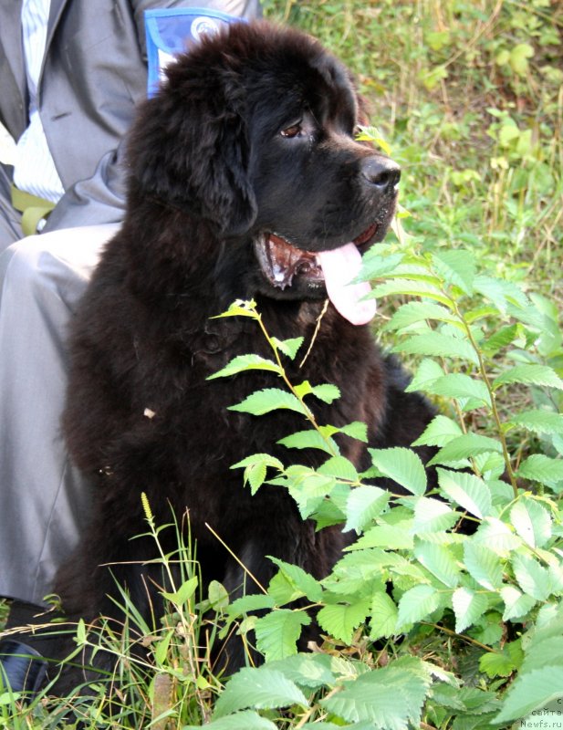 Фотография № 132774