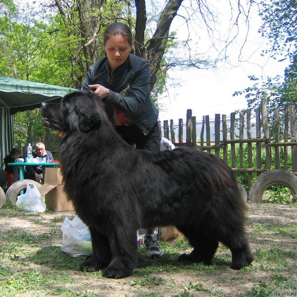 Фото: ньюфаундленд Dashen'ka s Berega Dona (Дашенька с Берега Дона)