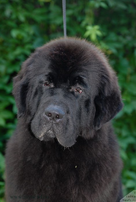 Фотография № 132795