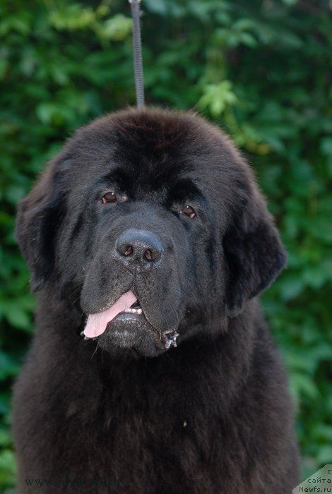 Фотография № 132797