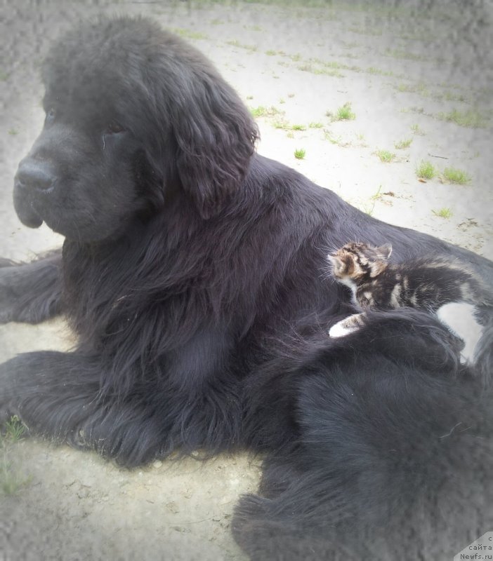 Фото: ньюфаундленд Piternyuf Mont Blanc (Питерньюф Монт Бланк)