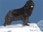 Фото: ньюфаундленд Greyzi (Грейзи)