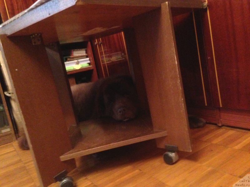 Фото: ньюфаундленд Peter-Bear Bizerta Soul (Петер-Беар Бизерта Соул)