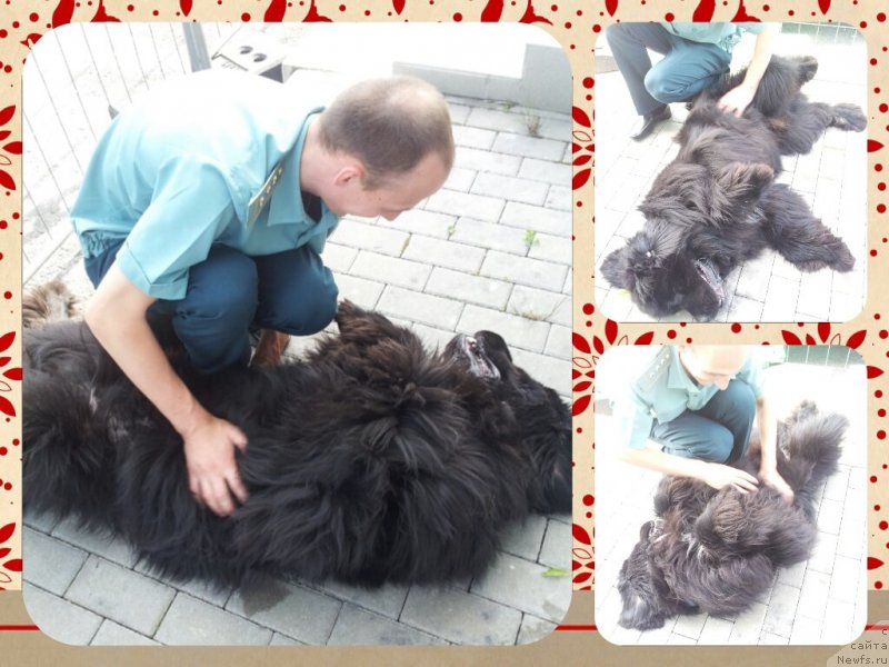 Фото: ньюфаундленд Piternyuf Mont Blanc (Питерньюф Монт Бланк)