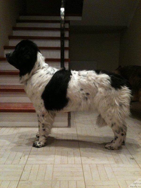 Фото: ньюфаундленд Sent Djons Viva Viktoria (Сент Джонс Вива Виктория)