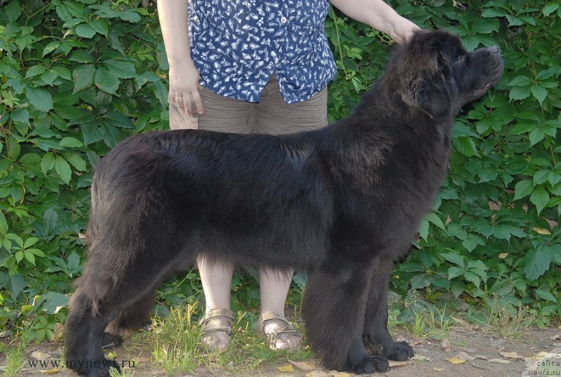 Фото: ньюфаундленд Sent Djons Bekoz Ay Love YU (Сент Джонс Бекоз Ай Лове Ю)