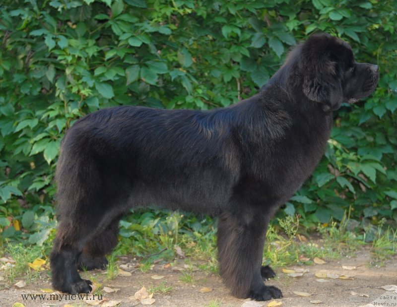 Фото: ньюфаундленд Sent Djons Bekoz Ay Love YU (Сент Джонс Бекоз Ай Лове Ю)