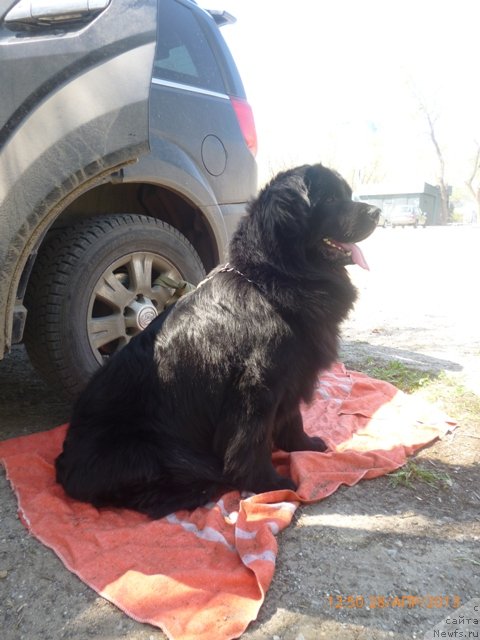 Фото: ньюфаундленд Vashington (Вашингтон)