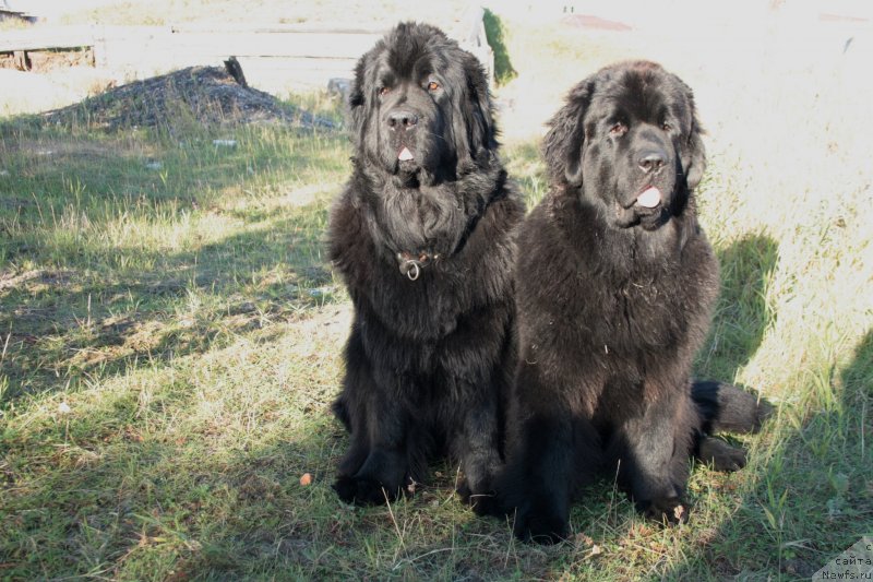 Фото: ньюфаундленд Fortuna of Giant's Island, ньюфаундленд YAntarnaya Mechta (Янтарная Мечта)