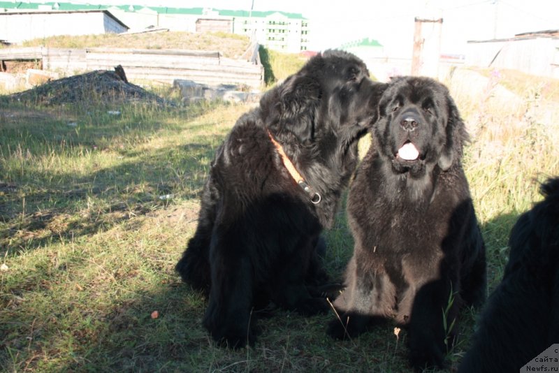 Фото: ньюфаундленд Fortuna of Giant's Island, ньюфаундленд YAntarnaya Mechta (Янтарная Мечта)