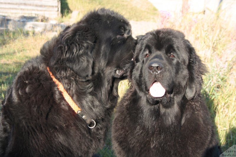 Фото: ньюфаундленд Fortuna of Giant's Island, ньюфаундленд YAntarnaya Mechta (Янтарная Мечта)