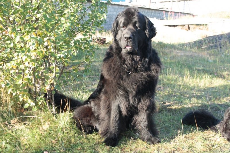 Фото: ньюфаундленд Gloriya Grand Blek (Глория Гранд Блек)