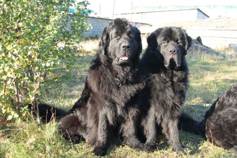Фото: ньюфаундленд Gloriya Grand Blek (Глория Гранд Блек), ньюфаундленд YUtub For YU (Ютуб Фор Ю)