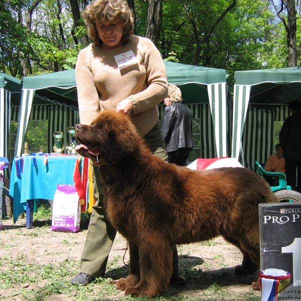 Фото: ньюфаундленд Joka Ona s Berega Dona (Ёка Она с Берега Дона)