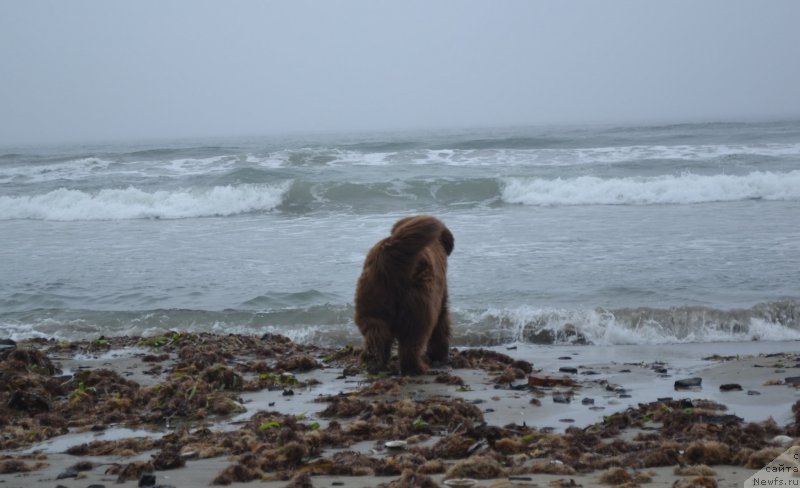 Фото: ньюфаундленд Arkadiya Vivat Arbona (Аркадия Виват Арбона)