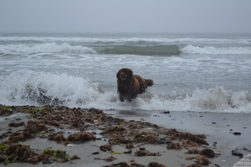 Фото: ньюфаундленд Arkadiya Vivat Arbona (Аркадия Виват Арбона)