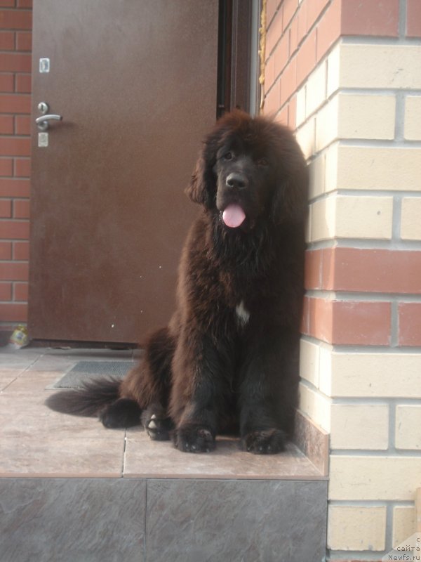 Фото: ньюфаундленд Aquatoriya Kelvin Schedrost Fortuny (Акватория Келвин Щедрость Фортуны)