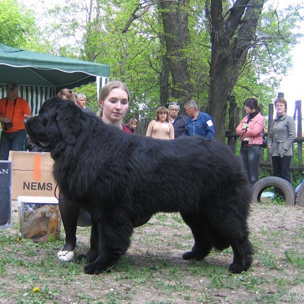 Фото: ньюфаундленд Izbrannitsa Sudby s Berega Dona (Избранница Судьбы с Берега Дона)