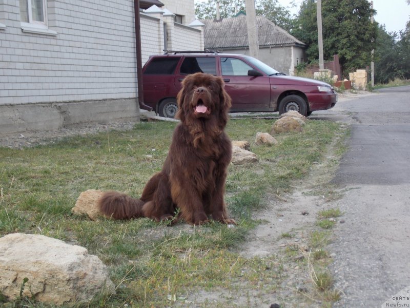 Фото: ньюфаундленд Hohotushka s Berega Dona (Хохотушка с Берега Дона)