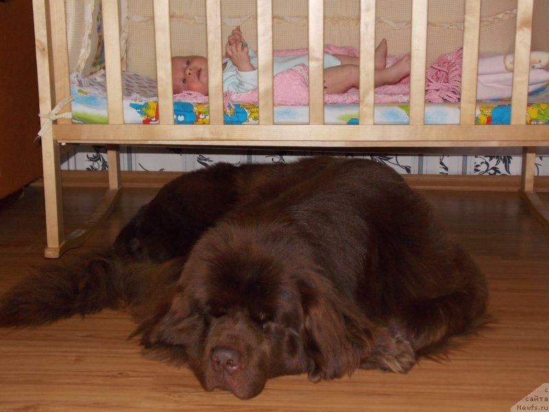 Фото: ньюфаундленд Hohotushka s Berega Dona (Хохотушка с Берега Дона)