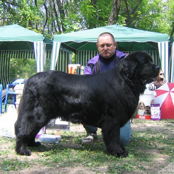 Фото: ньюфаундленд Kameliya iz YUjnogo Goroda (Камелия из Южного Города)