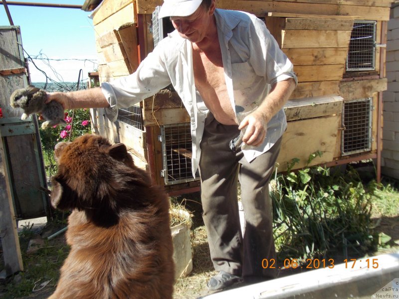 Фото: ньюфаундленд Hohotushka s Berega Dona (Хохотушка с Берега Дона)