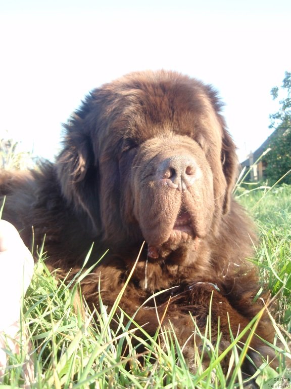 Фото: ньюфаундленд Super Premium Brabus (Супер Премиум Брабус)