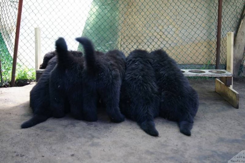 Фото: ньюфаундленд Smigar Lakost (Смигар Лакост), ньюфаундленд Smigar Legenda Vesny (Смигар Легенда Весны), ньюфаундленд Smigar Love Story (Смигар Лав Стори), ньюфаундленд Smigar Laki Strayk (Смигар Лаки Страйк), ньюфаундленд Smigar Lankom Vizaj (Смигар Ланком Визаж), ньюфаундленд Smigar Larista B'yuti (Смигар Лариста Бьюти), ньюфаундленд Smigar La Roshal' (Смигар Ла Рошаль)