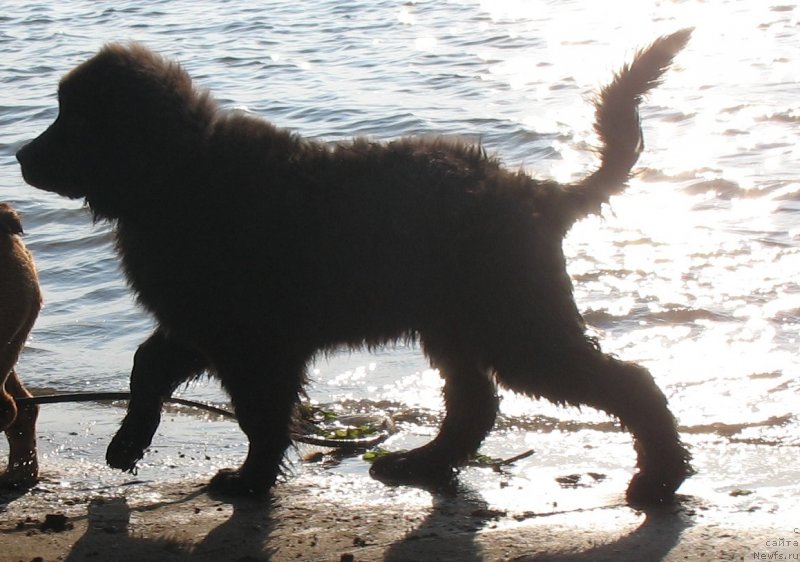 Фото: Альф (Индус Звездная Плеяда)