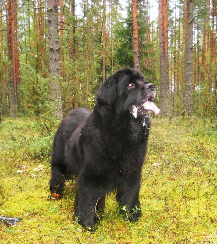 Фотография № 132865