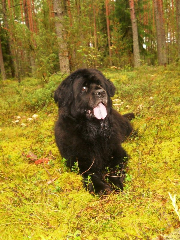 Фото: ньюфаундленд Arabella Doch' Vivata (Арабелла Дочь Вивата)