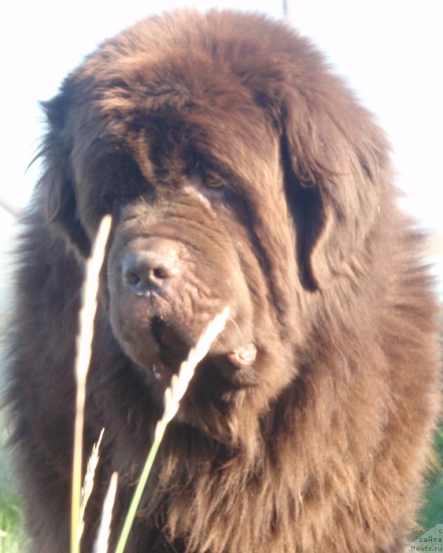 Фото: ньюфаундленд Super Premium Brabus (Супер Премиум Брабус)