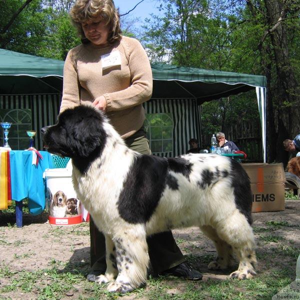 Фото: ньюфаундленд Plushevaya Panda Deniza Dlja  Berega Dona (Плюшевая Панда Дениза для Берега Дона)