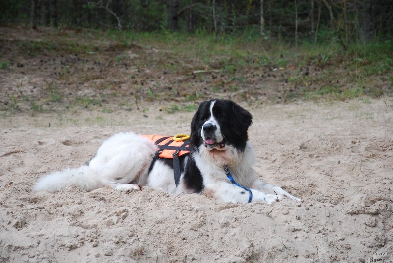 Фотография № 132874