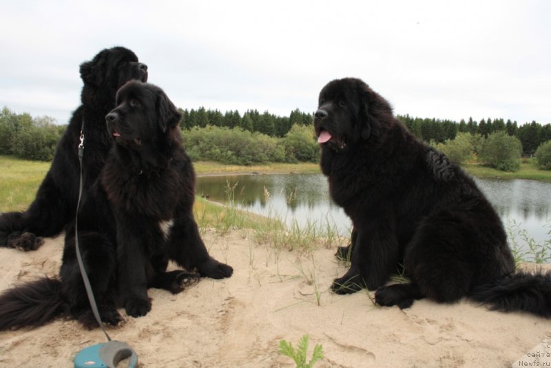 Фото: ньюфаундленд Beguschaya po Volnam Zero Kool (Бегущая по Волнам Зеро Коол), ньюфаундленд Neretum Tribe Xagrid, ньюфаундленд YAntarnaya Mechta (Янтарная Мечта)