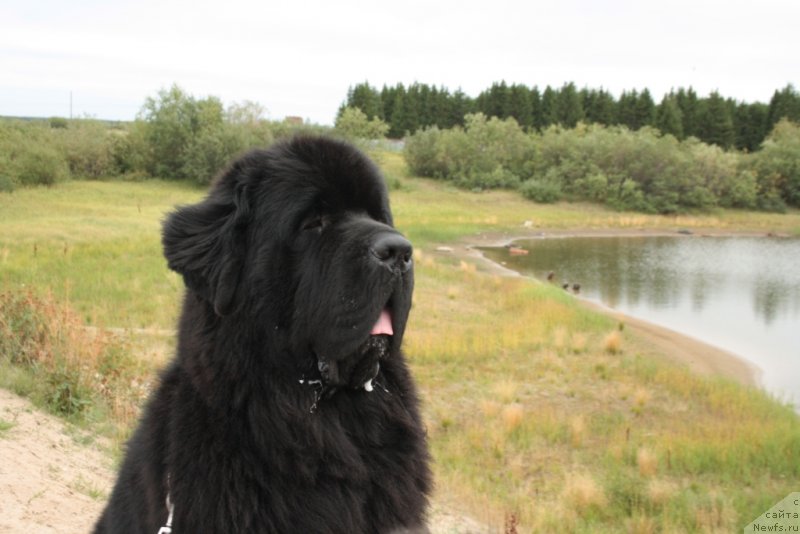 Фото: ньюфаундленд Beguschaya po Volnam Zero Kool (Бегущая по Волнам Зеро Коол)