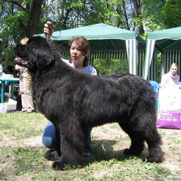 Фото: ньюфаундленд Zhemchuzhina Rostova s Berega Dona (Жемчужина Ростова с Берега Дона)