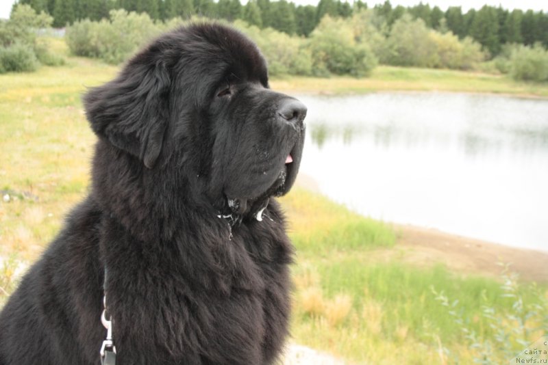 Фото: ньюфаундленд Beguschaya po Volnam Zero Kool (Бегущая по Волнам Зеро Коол)