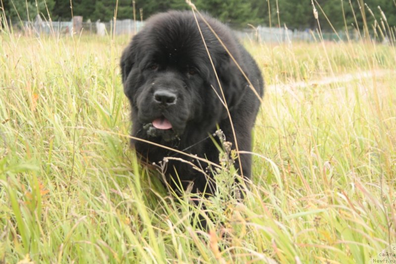 Фото: ньюфаундленд Beguschaya po Volnam Zero Kool (Бегущая по Волнам Зеро Коол)