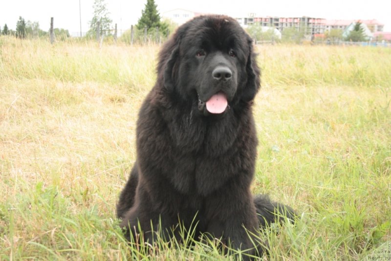 Фото: ньюфаундленд YAntarnaya Mechta (Янтарная Мечта)