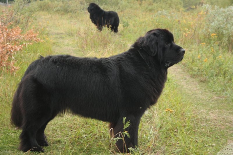 Фото: ньюфаундленд Neretum Tribe Xagrid