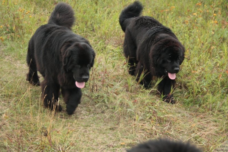 Фото: ньюфаундленд Neretum Tribe Xagrid, ньюфаундленд YAntarnaya Mechta (Янтарная Мечта)