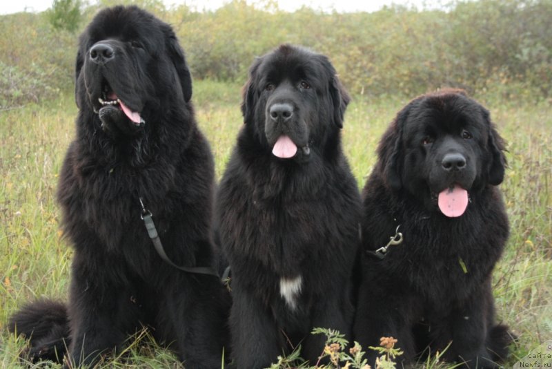 Фото: ньюфаундленд Beguschaya po Volnam Zero Kool (Бегущая по Волнам Зеро Коол), ньюфаундленд Neretum Tribe Xagrid, ньюфаундленд YAntarnaya Mechta (Янтарная Мечта)