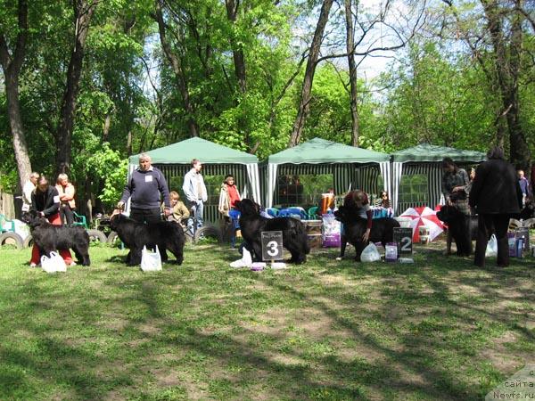 Фото: ньюфаундленд Pchiolkin Dom Avrora (Пчёлкин Дом Аврора), ньюфаундленд Arh Beauty Ot Chary Pervaya (Арх Бьюти От Чары Первая), ньюфаундленд Viktoriya s Zolotogo Prazdnika (Виктория с Золотого Праздника), ньюфаундленд Daniyella Stil iz Medvej'ego YAra (Даниэлла Стил из Медвежьего Яра), ньюфаундленд Lunnaya Sonata iz Plemeni Kedra (Лунная Соната из Племени Кедра)