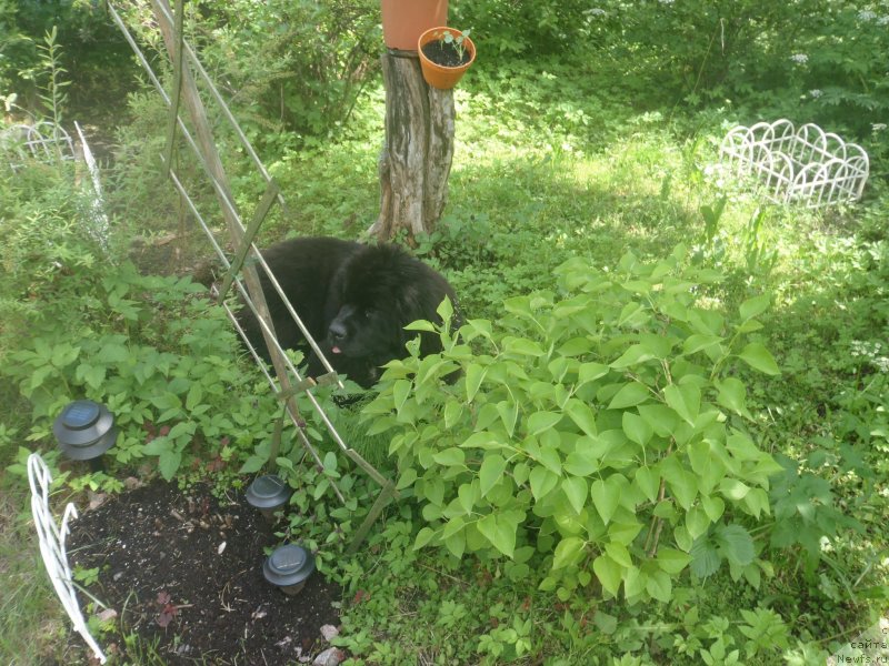 Фото: ньюфаундленд Dark Pride Versace (Дак Прайд Версаче)