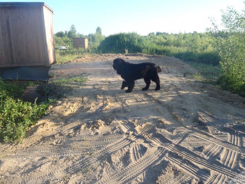 Фото: ньюфаундленд Dark Pride Versace (Дак Прайд Версаче)