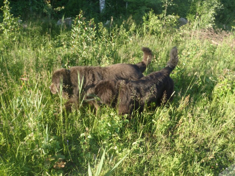 Фото: ньюфаундленд Dark Pride Versace (Дак Прайд Версаче)