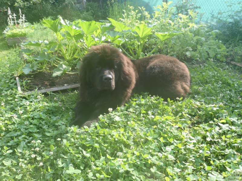 Фото: ньюфаундленд Dark Pride Versace (Дак Прайд Версаче)