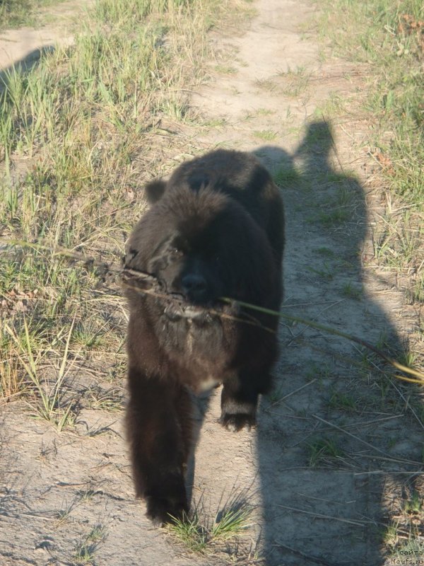 Фото: ньюфаундленд Dark Pride Versace (Дак Прайд Версаче)